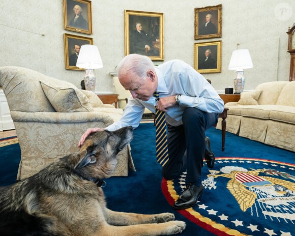 Le président Joe Biden caresse son chien Champ dans le bureau ovale de la Maison Blanche, avant une réunion bipartite avec les membres de la Chambre et du Sénat pour discuter des chaînes d'approvisionnement, à Washington, The District, États-Unis, le mercredi 24 février 2021. © Avalon/JLPPA/Bestimage 