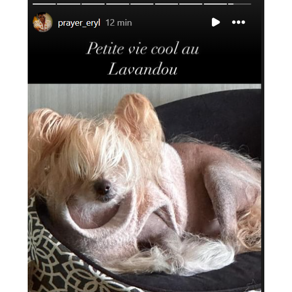 Titi, le chien de Loana, récupéré par son ami alors qu'elle serait hospitalisée.