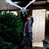 Daniel Radcliffe et une chouette dans Harry Potter et les reliques de la mort : partie I