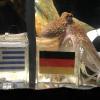 L'aquarium Sea Life d'Oberhausen annonce le décès de Paul le poulpe, ce vendredi 26 octobre.