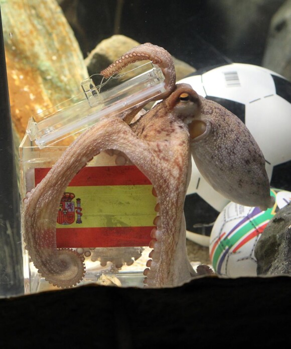 L'aquarium Sea Life d'Oberhausen annonce le décès de Paul le poulpe, ce vendredi 26 octobre.