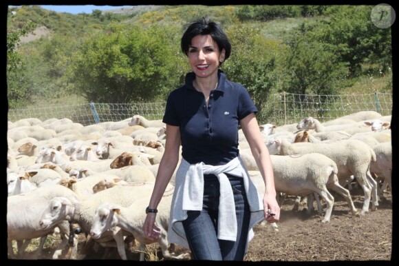 Rachida Dati, le 5 juillet 2011, dans les alpages avec les moutons !