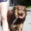 Amanda Seyfried fait un jogging avec son chien et son coach sportif dans les rues de Hollywood le 28 octobre 2011