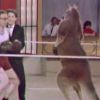 Woody Allen dans un combat de boxe avec un kangourou. Document datant des années 60.