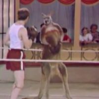 Woody Allen affronte un bébé kangourou dans un combat de boxe... A vos paris !