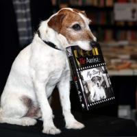 Uggie - The Artist : L'intrépide Jack Russell dédicace ses mémoires