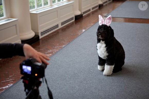 Bo, le chien des Obama, se prépare à célébrer Pâques, à la Maison Blanche, le 29 février 2012.
