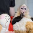 Mally, le singe de Justin Bieber, a été confisqué à la douane à Munich, le 28 mars 2013.