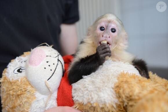 Mally, le singe de Justin Bieber, a été confisqué à la douane à Munich, le 28 mars 2013.