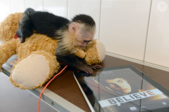 Mally, le singe du jeune Justin Bieber, a été confisqué à la douane à Munich, le 28 mars 2013.