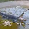 Un crocodile dans les Anges de la télé-réalité 5, vendredi 26 avril 2013 sur NRJ12