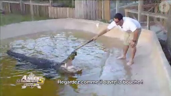 Un crocodile dans les Anges de la télé-réalité 5, vendredi 26 avril 2013 sur NRJ12