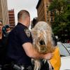 Amanda Bynes emmenée par la police après avoir jeté un bong par la fenêtre de son appartement et avoir consommé de la marijuana, à New York, le 24 mai 2013.