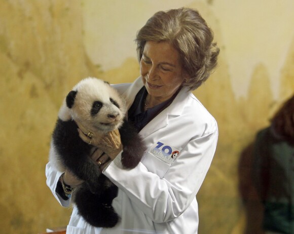 La reine Sofia d'Espagne avec un bébé panda au zoo de Madrid le 28 novembre 2013