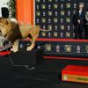Sylvester Stallone et le directeur de la Metro-Goldwyn-Mayer, Gary Barber, lors de la cérémonie des empreintes de la MGM pour ses 90 ans, devant le TCL Chinese Theatre avec sa mascotte le lion Leo, le 22 janvier 2014 à Los Angeles. Rocky ne s'est pas approché du lion