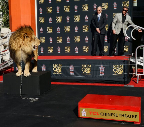 Sylvester Stallone et le directeur de la Metro-Goldwyn-Mayer, Gary Barber, lors de la cérémonie des empreintes de la MGM pour ses 90 ans, devant le TCL Chinese Theatre avec sa mascotte le lion Leo, le 22 janvier 2014 à Los Angeles. Rocky se tient à distance du lion !