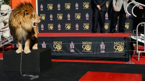 Sylvester Stallone : Rocky ne fait pas le malin devant le lion de la MGM