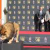 Sylvester Stallone et le directeur de la Metro-Goldwyn-Mayer, Gary Barber, lors de la cérémonie des empreintes de la MGM pour ses 90 ans, devant le TCL Chinese Theatre avec sa mascotte le lion Leo, le 22 janvier 2014 à Los Angeles. Rambo ne s'approche pas du lion