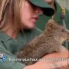 Anaïs nourrit un koala - "Les Anges de la télé-réalité 6" sur NRJ12. Episode du 11 juin 2014.