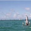 Nage avec les dauphins - Les 33 prétendantes au titre de Miss France 2015 : Leur folle semaine à Punta Cana, en République Dominicaine