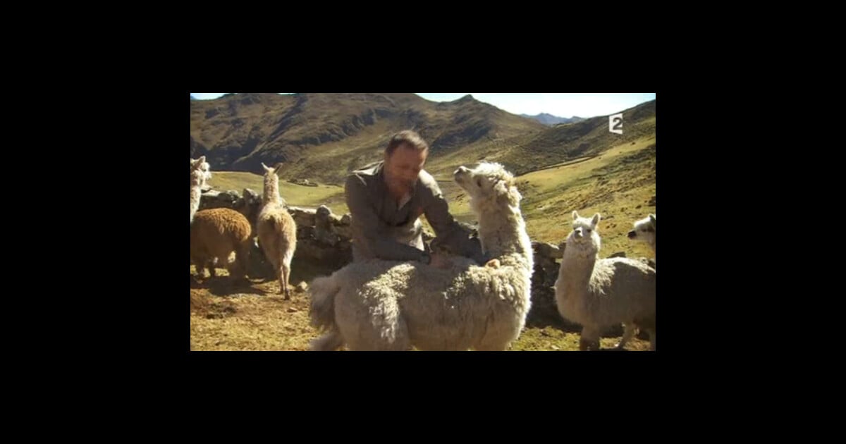 Arthur se fait cracher dessus par un lama et séduit la Toile ! Purepeople