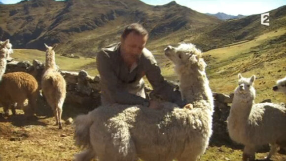 Arthur se fait cracher dessus par un lama et séduit la Toile !