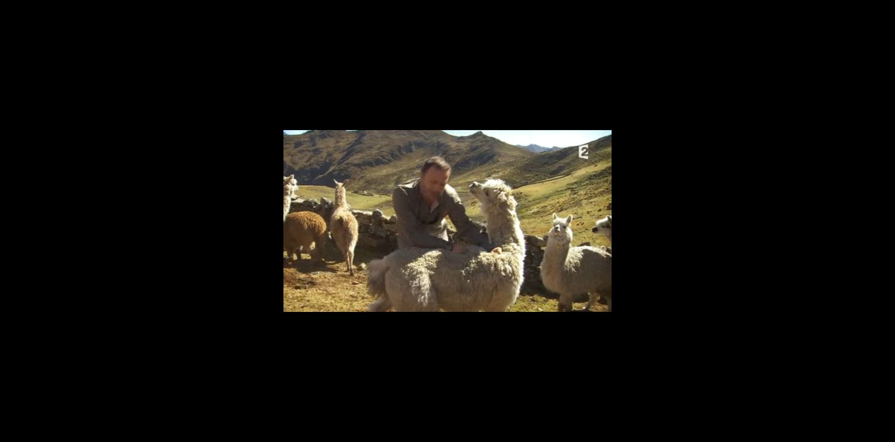 Arthur se fait cracher dessus par un lama et séduit la Toile ! Purepeople