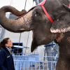 La princesse Stéphanie de Monaco lors de sa rencontre traditionnelle avec la presse, le 13 janvier 2015, avant l'ouverture du Festival International du Cirque de Monte-Carlo, entourée d'artistes et de son animal préféré, l'éléphant.