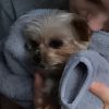 Le 1er décembre 2014 sur Instagram, Lily-Rose Depp a ajouté une photo avec son petit chien.
