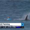 Mick Fanning, attaqué le 19 juillet 2015 par un requin en Afrique du Sud en pleine finale du J-Bay Open