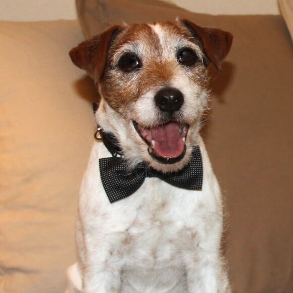 Uggie à New York le 25 janvier 2012.