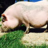 Pig Pig le cochon de Miley Cyrus / photo postée sur le compte Instagram de la chanteuse au mois d'août 2015.