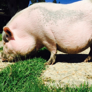 Pig Pig le cochon de Miley Cyrus / photo postée sur le compte Instagram de la chanteuse au mois d'août 2015.