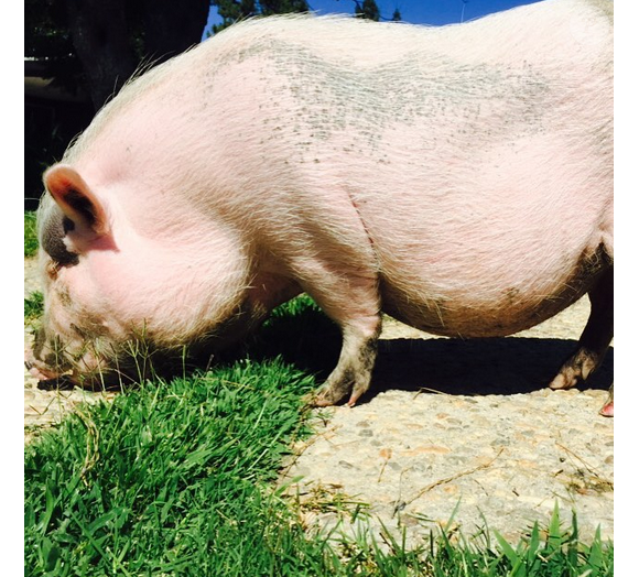 Pig Pig le cochon de Miley Cyrus / photo postée sur le compte Instagram de la chanteuse au mois d'août 2015.