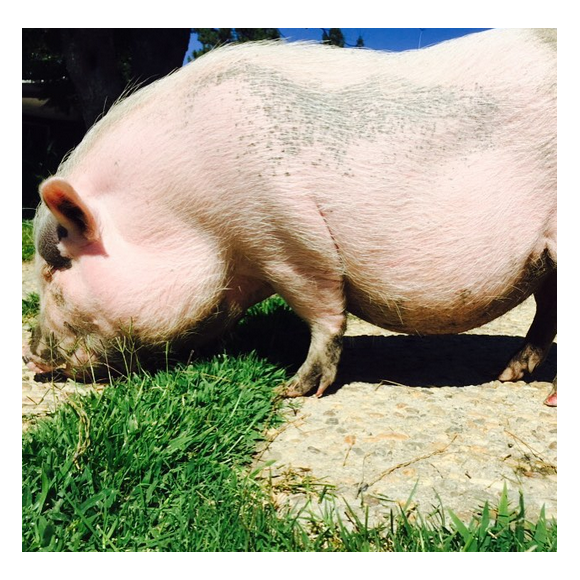 Pig Pig le cochon de Miley Cyrus / photo postée sur le compte Instagram de la chanteuse au mois d'août 2015.