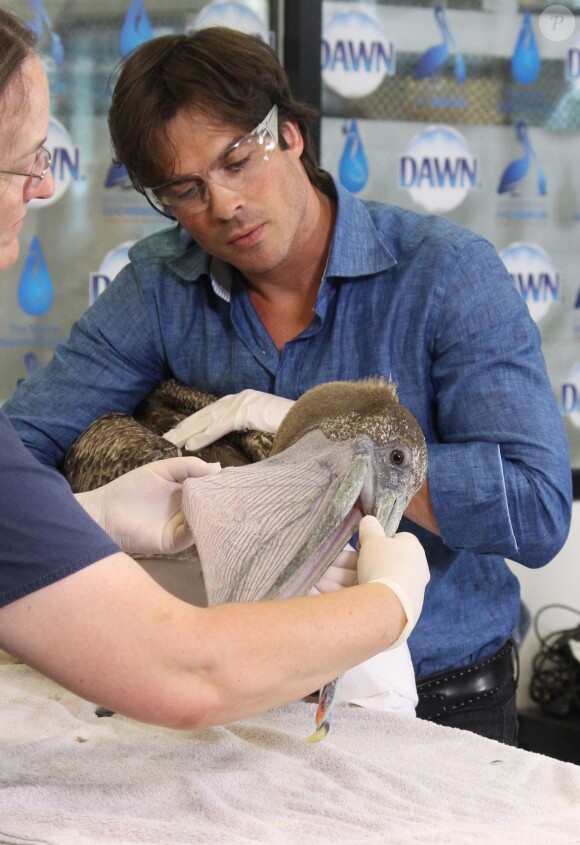 Ian Somerhalder pour le lancement de Dawn Wildlife's "We All Love Wildlife" à San Pedro, le 9 juillet 2015