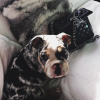 Kylie Jenner a un nouveau compagnon ! Un adorable bulldog anglais merle prénommé Rolly. Photo publiée le 25 octobre 2015.