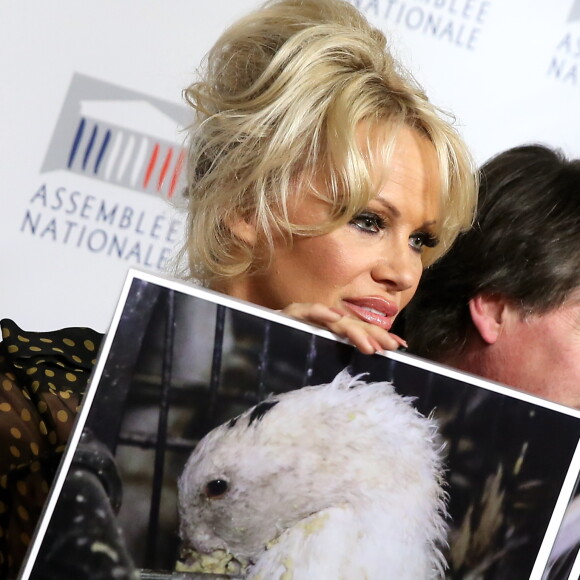 Pamela Anderson - L'actrice américaine Pamela Anderson a tenu une conférence de presse aux côtés de la députée Laurence Abeille, le fondateur de l'ONG Sea Shepherd Paul Watson, l'ancienne Miss France Delphine Wespiser et le porte-parole de la Fondation Brigitte Bardot, Christophe Marie à l'Assemblée Nationale à Paris, le 19 janvier 2016. L'actrice américaine est venue soutenir la présentation d'une proposition de loi écologiste sur le gavage d'animaux pour la production de foie gras. © Dominique Jacovides/Bestimage