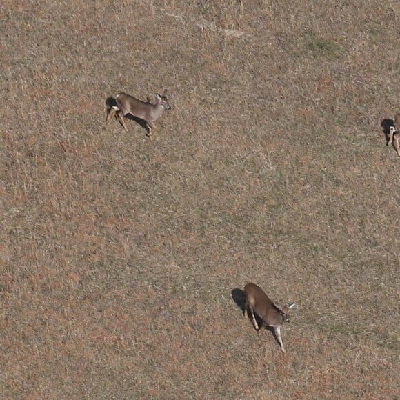 Exclusif - Illustrations de vues aériennes du refuge pour animaux sauvages - Nicole Kidman et son mari Keith Urban ont secrètement acheté un refuge pour animaux sauvages près de Leiper's Fork dans le Tennessee. Le 9 février 2016.