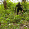 Steve tue un cobra - "Koh-Lanta 2016", épisode du 18 mars 2016, sur TF1.