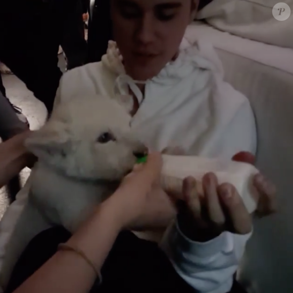 Alex Haditaghi a publié sur sa page Instagram une photo de Justin Bieber en train de nourrir son bébé lion blanc au biberon dans les coulisses de son concert à Toronto. Mai 2016