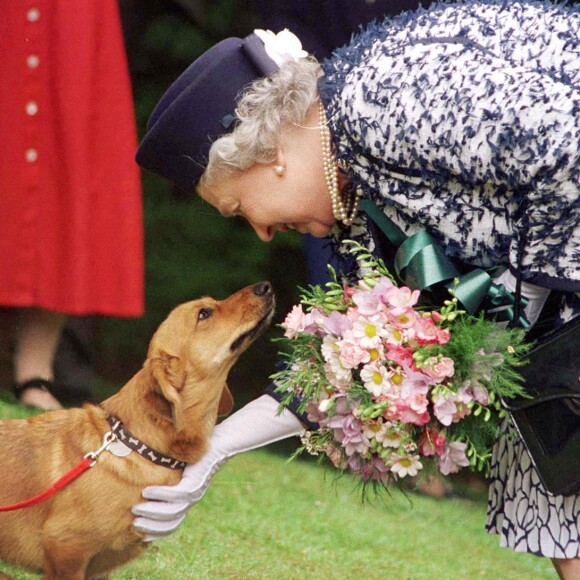 La reine Elizabeth II retrouvant avec plaisir en 1998 un corgi issu de son élevage lors d'une visite en Northumberland.
