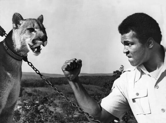 Mohamed Ali et un puma à son camp d'entraînement à Deer Lake. Le 2 septembre 1974.