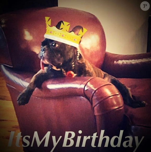 Gary Fisher, le chien de la regretté Carrie Fisher, fête son 5e anniversaire. Photo publiée sur Instagram le 1er mars 207