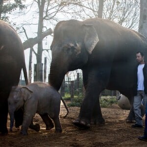 Exclusif - La Princesse Stéphanie de Monaco devient la marraine d'un bébé éléphant nommé Ta Wan (rayon de soleil), âgé de 5 semaines, lors d'une visite au parc animalier de Pairi Daiza en Belgique. Le 26 octobre 2017. La princesse a également rencontré un panda.