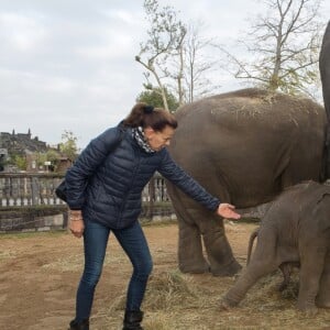 Exclusif - La Princesse Stéphanie de Monaco devient la marraine d'un bébé éléphant nommé Ta Wan (rayon de soleil), âgé de 5 semaines, lors d'une visite au parc animalier de Pairi Daiza en Belgique. Le 26 octobre 2017. La princesse a également rencontré un panda.