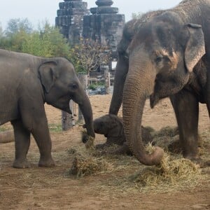 Exclusif - La Princesse Stéphanie de Monaco devient la marraine d'un bébé éléphant nommé Ta Wan (rayon de soleil), âgé de 5 semaines, lors d'une visite au parc animalier de Pairi Daiza en Belgique. Le 26 octobre 2017. La princesse a également rencontré un panda.