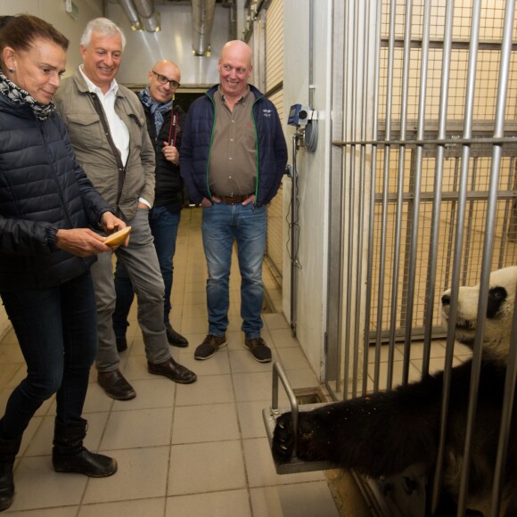 Exclusif - La Princesse Stéphanie de Monaco devient la marraine d'un bébé éléphant nommé Ta Wan (rayon de soleil), âgé de 5 semaines, lors d'une visite au parc animalier de Pairi Daiza en Belgique. Le 26 octobre 2017. La princesse a également rencontré un panda.