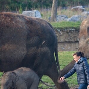 Exclusif - La Princesse Stéphanie de Monaco devient la marraine d'un bébé éléphant nommé Ta Wan (rayon de soleil), âgé de 5 semaines, lors d'une visite au parc animalier de Pairi Daiza en Belgique. Le 26 octobre 2017. La princesse a également rencontré un panda.