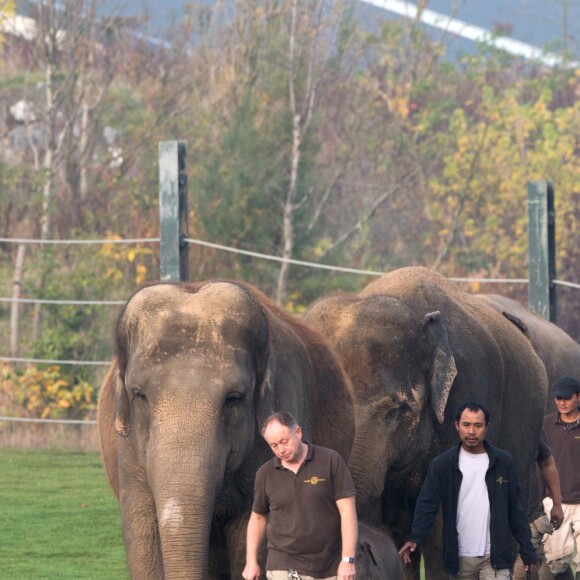 Exclusif - La Princesse Stéphanie de Monaco devient la marraine d'un bébé éléphant nommé Ta Wan (rayon de soleil), âgé de 5 semaines, lors d'une visite au parc animalier de Pairi Daiza en Belgique. Le 26 octobre 2017. La princesse a également rencontré un panda.